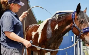 Caring for Horses and Ponies