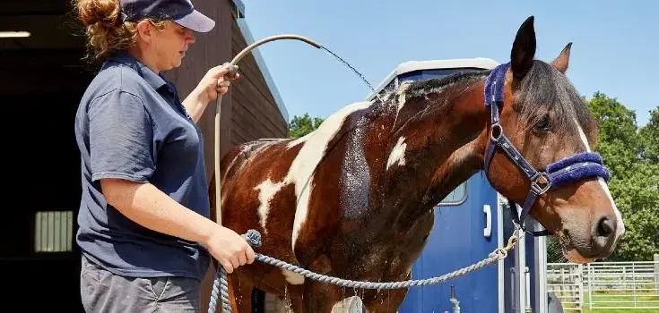 Caring for Horses and Ponies