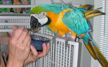 Parrot Care in the Summer Season