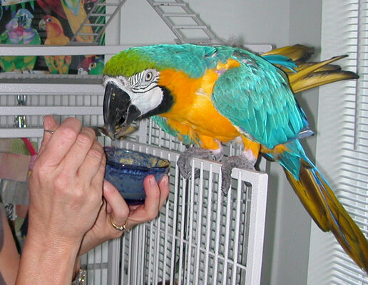 Parrot Care in the Summer Season
