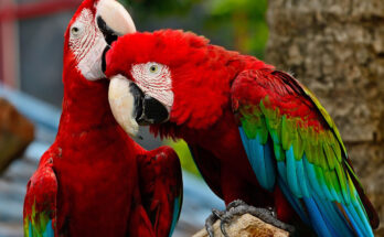 Parrot Care