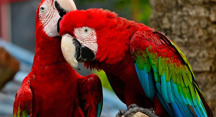 Parrot Care