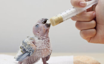 Baby Parrot Care