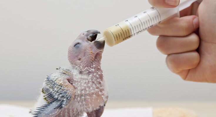 Baby Parrot Care