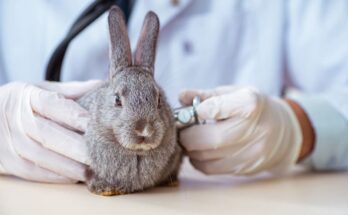 Rabbit Care
