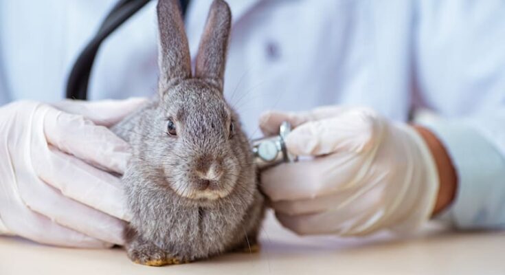 Rabbit Care