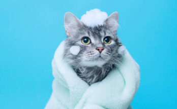 Shampoo for Cats