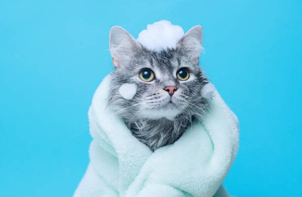 Shampoo for Cats