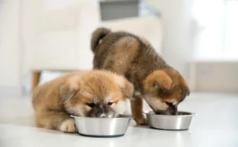 Puppy Care