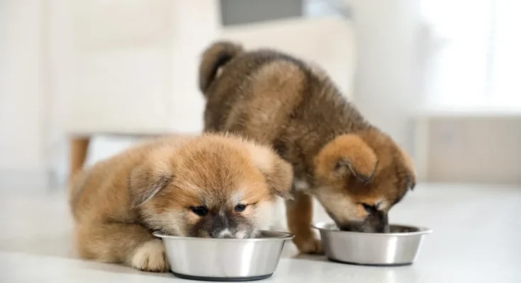 Puppy Care