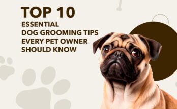 Top 10 Dog Grooming Tips