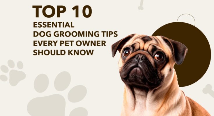 Top 10 Dog Grooming Tips