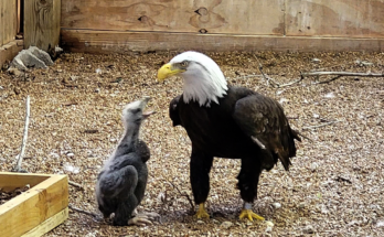 Eagle Baby Care at Home
