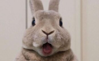 Crazy Rabbit