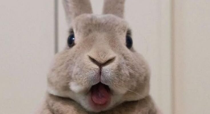 Crazy Rabbit