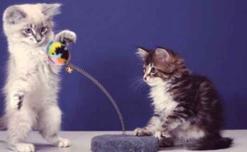 Catnip Toys for Cats