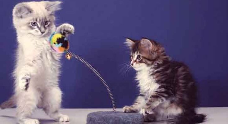 Catnip Toys for Cats