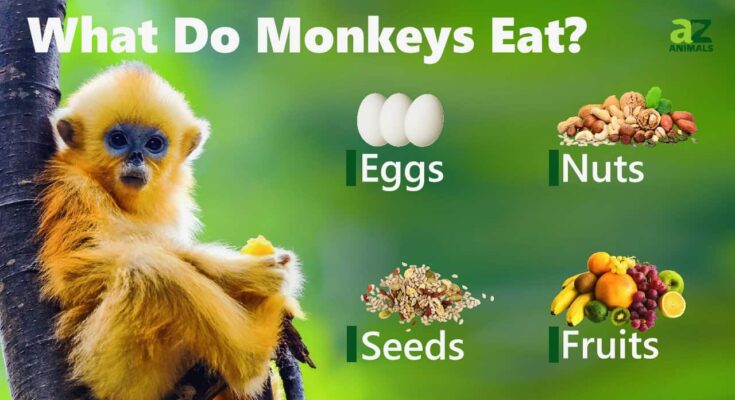 Monkey Diet and Care Guide