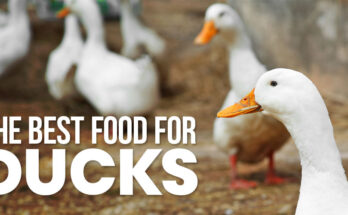 Duck Food