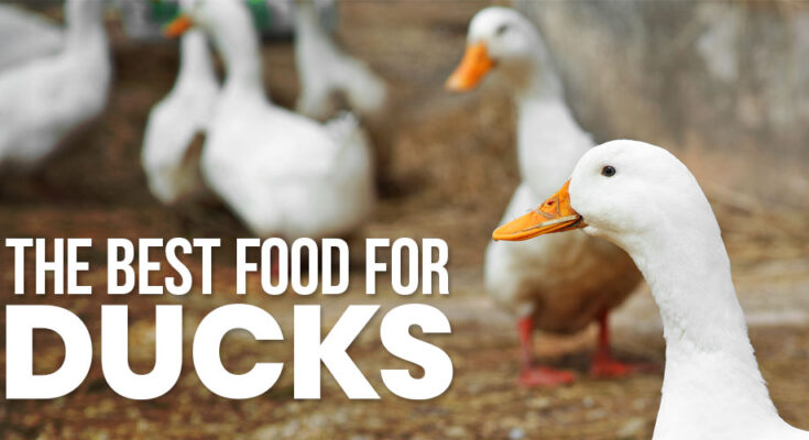 Duck Food