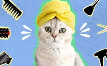 Cat Grooming