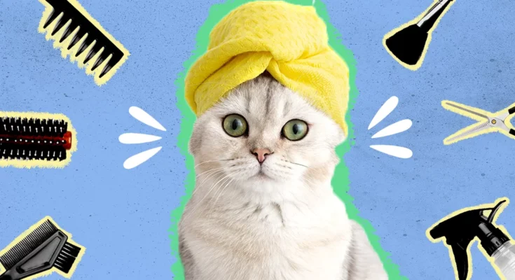 Cat Grooming