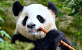 Panda Food Care