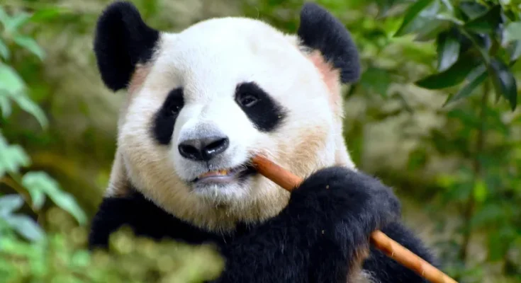 Panda Food Care