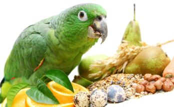 Parrot Food