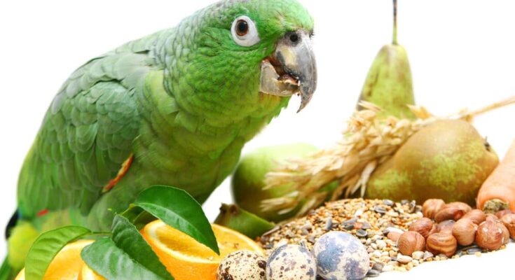 Parrot Food