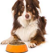 NutriSource Dog Food
