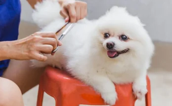 puppy grooming tips