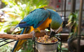 Parrot Food Tips