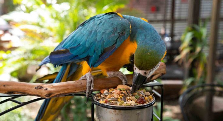 Parrot Food Tips