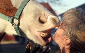Horse Teeth
