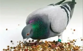Pigeon Food