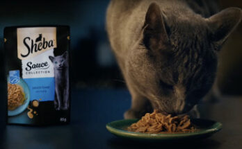 Sheba Cat Food