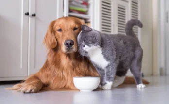 7 Tips to Pet Care