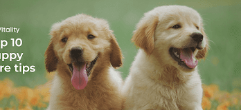 Puppy Care Tips
