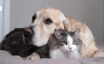 Pet Names