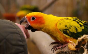 How to Stop Parrot Biting