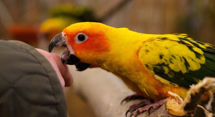How to Stop Parrot Biting