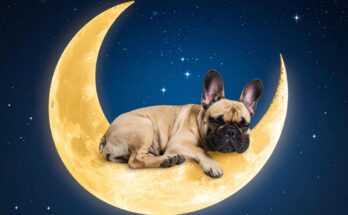 Luna – America’s Most Popular Pet Name in 2025