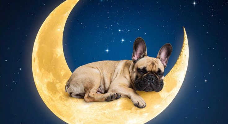 Luna – America’s Most Popular Pet Name in 2025