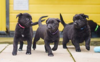 Best Dog Breeder