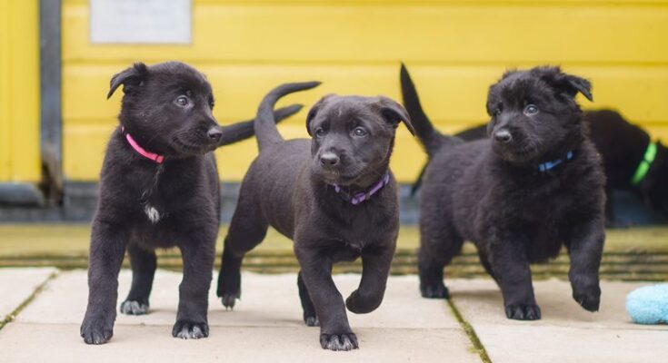 Best Dog Breeder