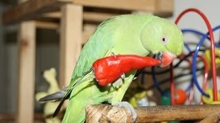 Organic Bird Food for Parrots