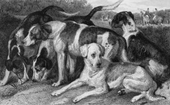 The History of Dogs