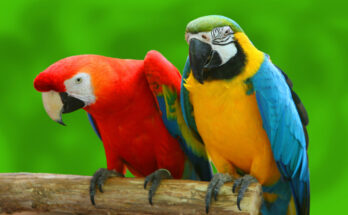 Talking Birds