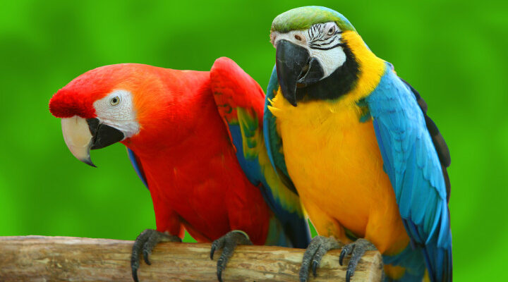 Talking Birds